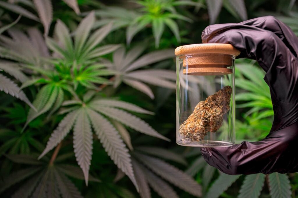 Gloved hand holding a glass jar with a cannabis bud in front of marijuana leaves